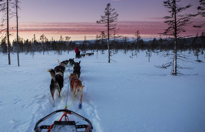 Norway dog sledding and sunset
