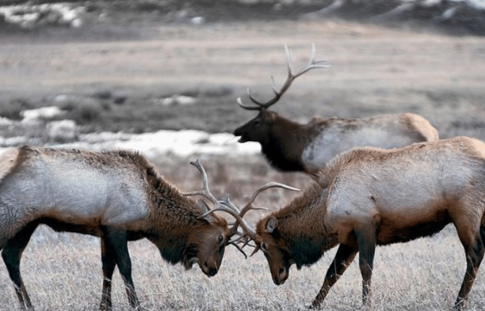 Jackson Hole Elk